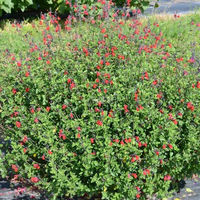 Salvia x jamensis RÊVE® ROUGE 'FAURESAL02' (Sapho)